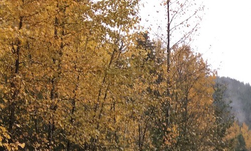 Millor acompanyat, que sol