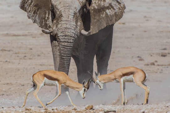 Conflictes d’estiu